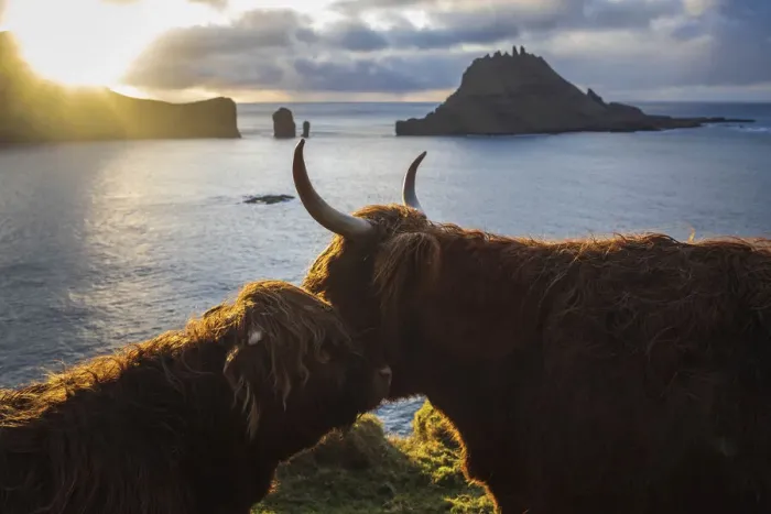 Framed Print : Highland cows on the island of Vagar. Faroe Islands