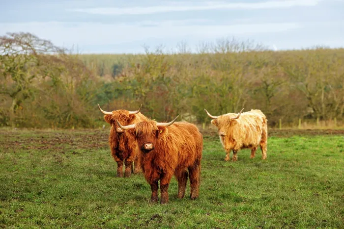 Framed Print : Highland Cows, near Peterhead, Scotland Framed Print : Highland Cows, near Peterhead, Scotland