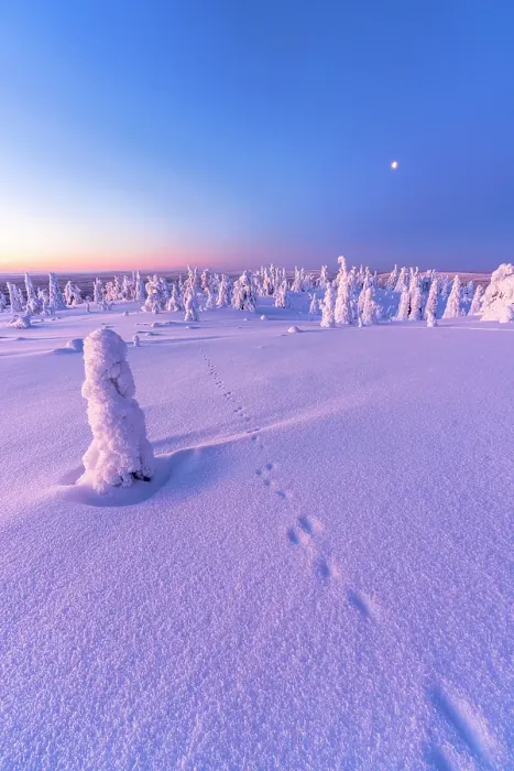 Framed Print : Hiker track imprints in the snowy forest at sunrise, Riisitunturi National Park, Posio, Lapland, Finland Framed Print : Hiker track imprints in the snowy forest at sunrise, Riisitunturi National Park, Posio, Lapland, Finland