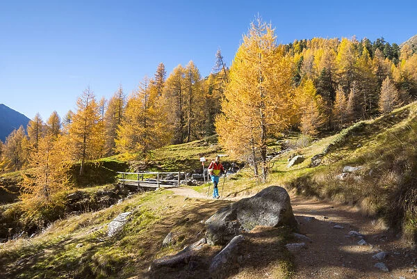 Hiker walks on the track in Livigno during autumn, Livigno, Province of Sondrio, Lombardy