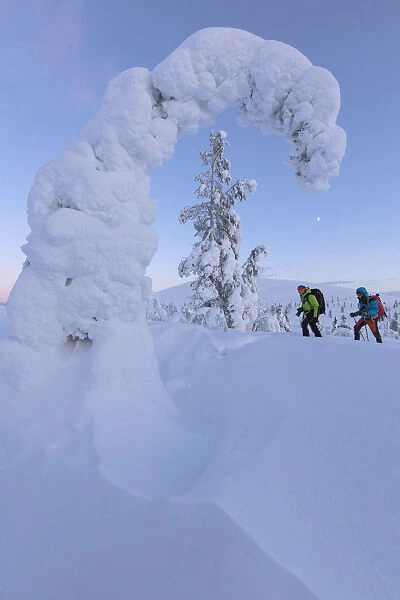 Hikers on snowshoes, Pallas-Yllastunturi National Park, Muonio, Lapland, Finland (MR)