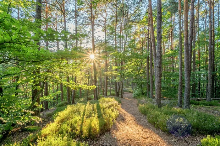 Framed Print : Hiking path near Busenberg near Dahn in the evening light, Dahn, Palatinate Forest, Wasgau, Dahner Felsenland, Rhineland-Palatinate, Germany Framed Print : Hiking path near Busenberg near Dahn in the evening light, Dahn, Palatinate Forest, Wasgau, Dahner Felsenland, Rhineland-Palatinate, Germany