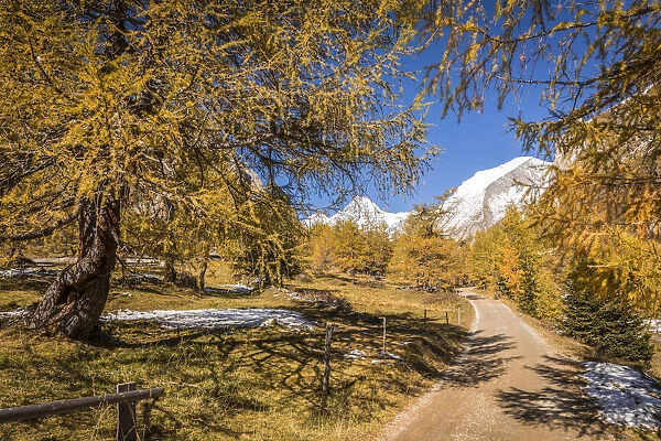 Hiking trail through autumnal larch forest in Koednitztal, Kals am Grossglockner, East Tyrol, Austria