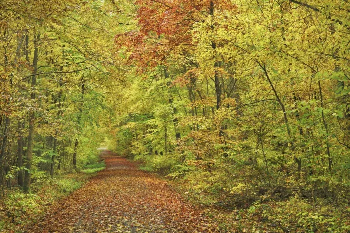 Framed Print : Hiking trail through beech forest in autumn - Germany, Bavaria, Lower Franconia, Wurzburg, Zellingen - Urspringen - Spessart Framed Print : Hiking trail through beech forest in autumn - Germany, Bavaria, Lower Franconia, Wurzburg, Zellingen - Urspringen - Spessart