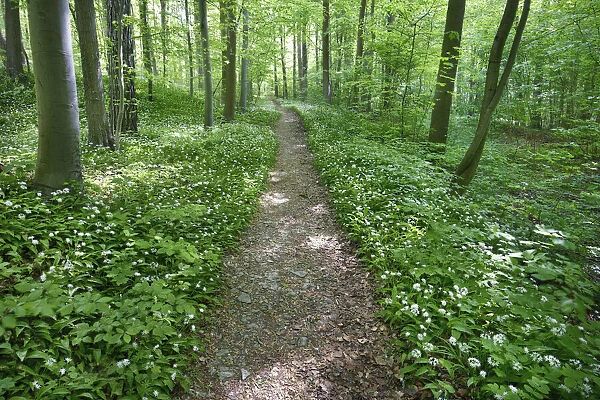 Hiking trail in beech forest with bear garlic - Germany, Lower Saxony