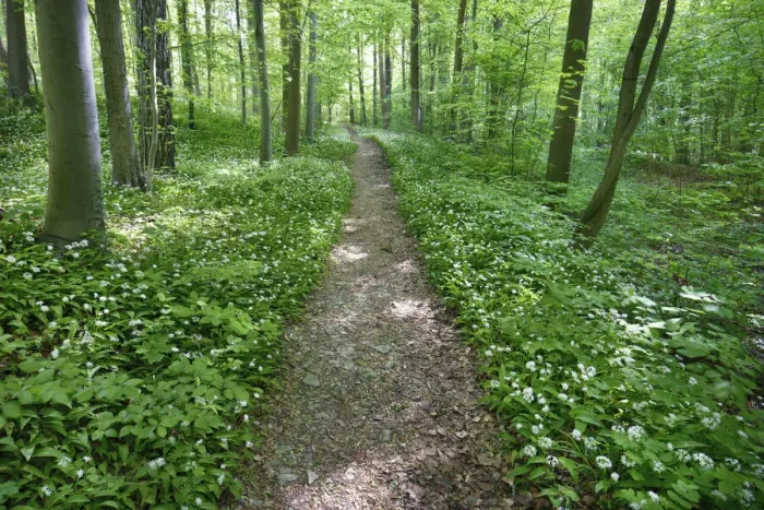 Framed Print : Hiking trail in beech forest with bear garlic - Germany, Lower Saxony Framed Print : Hiking trail in beech forest with bear garlic - Germany, Lower Saxony