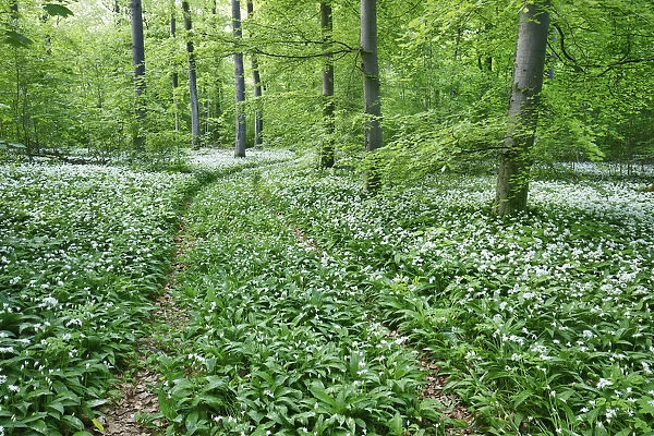 Hiking trail in beech forest with bear garlic - Germany, Lower Saxony, Gottingen