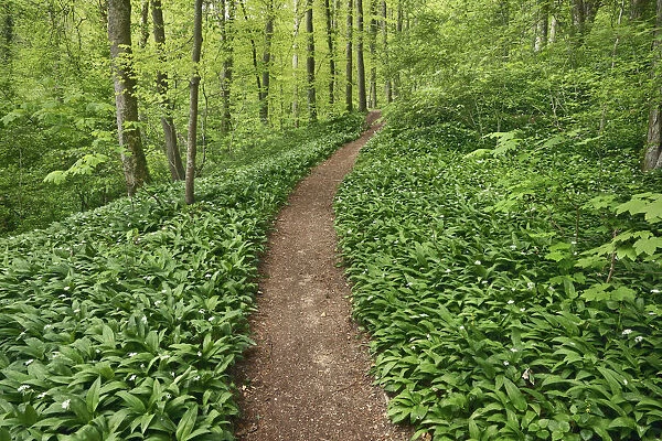 Hiking trail in beech forest with bear garlic - Germany, Baden-Wurttemberg, Stuttgart