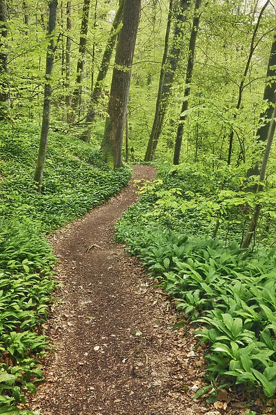 Hiking trail in beech forest with bear garlic - Germany, Baden-Wurttemberg, Stuttgart
