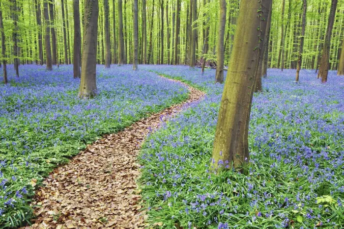 Framed Print : Hiking trail through beech forest with bluebells - Belgium, Flanders, Halle, Hallerbos Framed Print : Hiking trail through beech forest with bluebells - Belgium, Flanders, Halle, Hallerbos