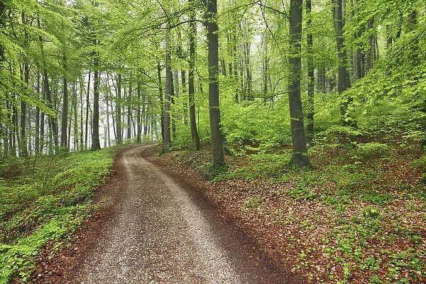 Hiking trail in beech forest - Germany, Baden-Wurttemberg, Freiburg, Konstanz