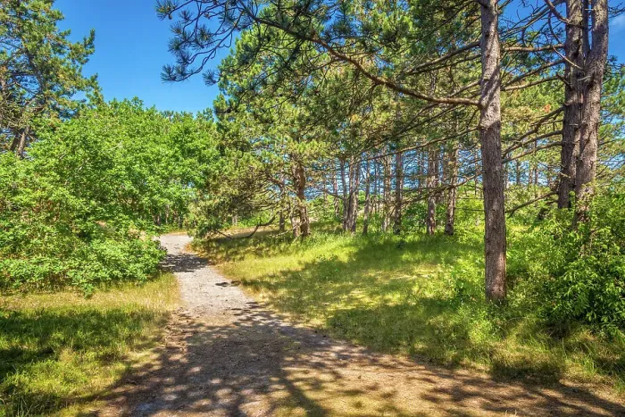 Framed Print : Hiking trail in the fairy forest through the dunes, Spiekeroog, East Frisian Islands, East Frisia, Lower Saxony, Germany Framed Print : Hiking trail in the fairy forest through the dunes, Spiekeroog, East Frisian Islands, East Frisia, Lower Saxony, Germany