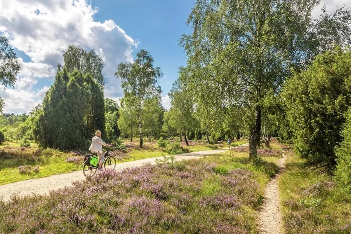 Framed Print : Hiking trail through the heath from Oberhaverbeck to Wuemmeberg, Luneburg Heath, Lower Saxony, Germany Framed Print : Hiking trail through the heath from Oberhaverbeck to Wuemmeberg, Luneburg Heath, Lower Saxony, Germany