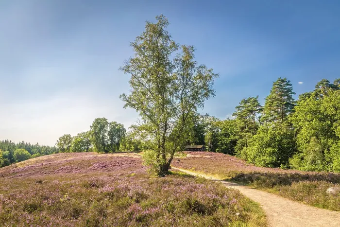 Framed Print : Hiking trail through the heathland near the village of Egestorf, Luneburg Heath, Lower Saxony, Germany Framed Print : Hiking trail through the heathland near the village of Egestorf, Luneburg Heath, Lower Saxony, Germany