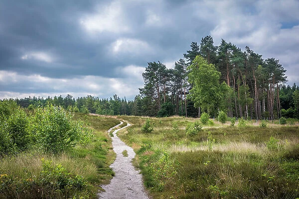 Hiking trail through the heathland in the Thuelsfeld Dam nature reserve, Emsland, Lower Saxony, Germany