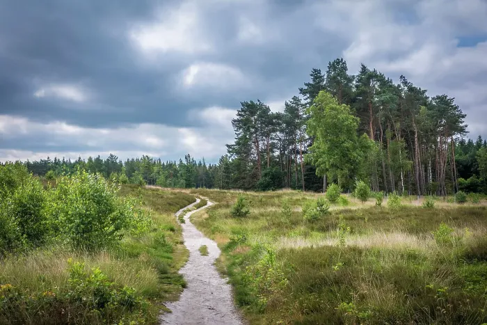 Framed Print : Hiking trail through the heathland in the Thuelsfeld Dam nature reserve, Emsland, Lower Saxony, Germany Framed Print : Hiking trail through the heathland in the Thuelsfeld Dam nature reserve, Emsland, Lower Saxony, Germany