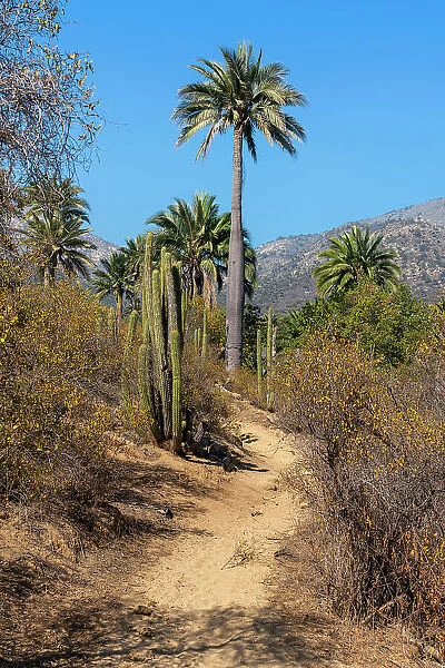 Hiking trail lined with cactus and Chilean palm trees at Sector Palmas de Ocoa, La Campana National Park, Cordillera De La Costa, Quillota Province, Valparaiso Region, Chile