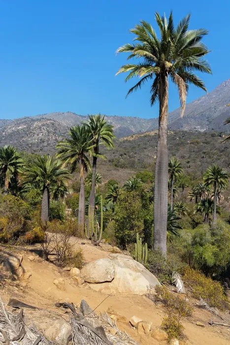 Framed Print : Hiking trail lined with cactus and Chilean palm trees at Sector Palmas de Ocoa, La Campana National Park, Cordillera De La Costa, Quillota Province, Valparaiso Region, Chile