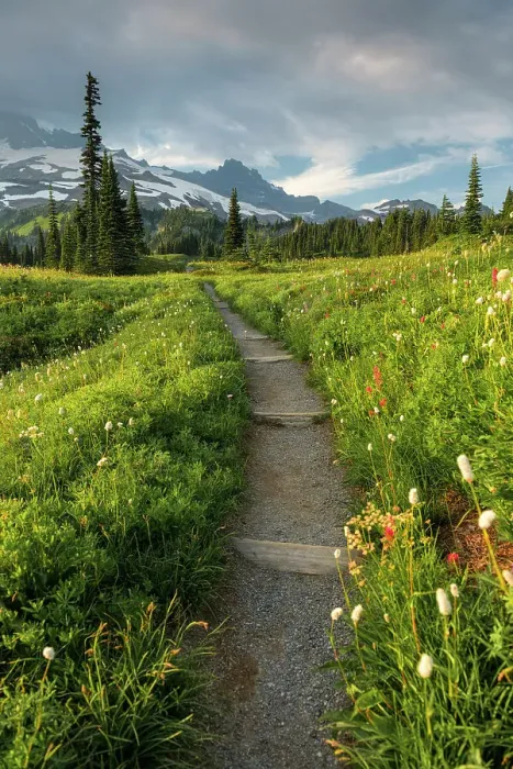 Framed Print : Hiking Trail Nationalpark Mt. Rainier, North West, Washington State, USA Hiking Trail Mt. Rainier National Park, Washington State, USA Framed Print : Hiking Trail Nationalpark Mt. Rainier, North West, Washington State, USA Hiking Trail Mt. Rainier National Park, Washington State, USA