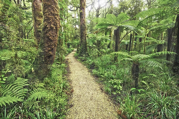 Hiking trail in rainforest with tree ferns - New Zealand, South Island, West Coast