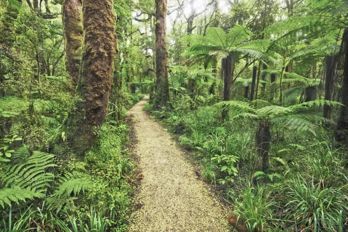 Framed Print : Hiking trail in rainforest with tree ferns - New Zealand, South Island, West Coast Framed Print : Hiking trail in rainforest with tree ferns - New Zealand, South Island, West Coast