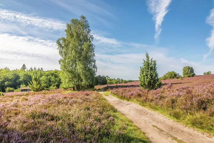 Framed Print : Hiking trail in the Totengrund heathland near the village of Wilsede, Luneburg Heath, Lower Saxony, Germany Framed Print : Hiking trail in the Totengrund heathland near the village of Wilsede, Luneburg Heath, Lower Saxony, Germany