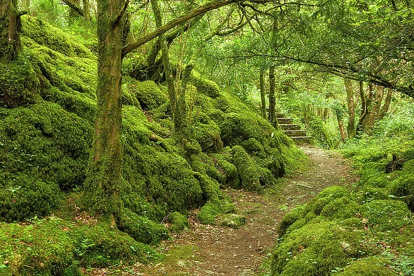 Hiking trail trought moss-covered Forest, Reenadinna, an ancient yew woodland in Irelands Killarney National Park, Killarney, Ring of Kerry, Co. Kerry, Ireland, Europe
