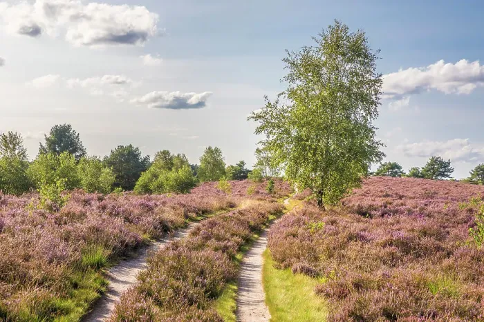 Framed Print : Hiking trail in the Wesel Heath nature reserve, Undeloh, Luneburg Heath, Lower Saxony, Germany Framed Print : Hiking trail in the Wesel Heath nature reserve, Undeloh, Luneburg Heath, Lower Saxony, Germany