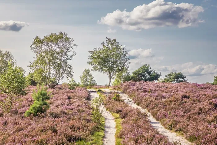 Framed Print : Hiking trail in the Wesel Heath nature reserve, Undeloh, Luneburg Heath, Lower Saxony, Germany