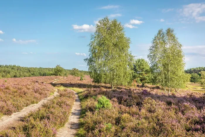 Framed Print : Hiking trail in the Wesel Heath nature reserve, Undeloh, Luneburg Heath, Lower Saxony, Germany