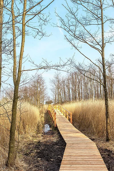 Hiking trail in the Western Pomerania Lagoon Area National Park at Darsser Ort, Mecklenburg-Western Pomerania, Baltic Sea, Northern Germany, Germany