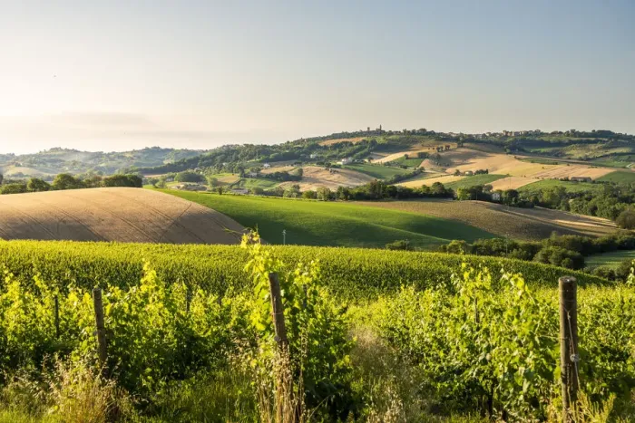 Framed Print : hills and vineyards in Marche region, Central Italy. Urbisaglia, Macerata district