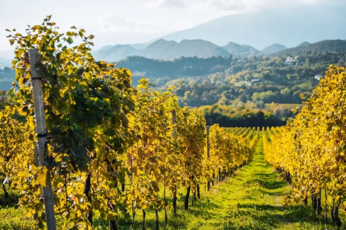 Framed Print : Hills and vineyards near Valdobbiadene, on the road of Prosecco, famous white sparkling wine. Autumn scene, Veneto, Italy Framed Print : Hills and vineyards near Valdobbiadene, on the road of Prosecco, famous white sparkling wine. Autumn scene, Veneto, Italy