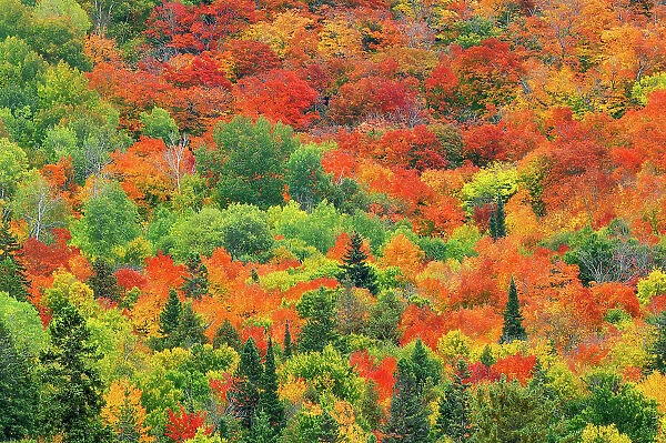 hillside of mixedwood forest in blazing autumn colors Mississagi Provincial Park, Ontario, Canada