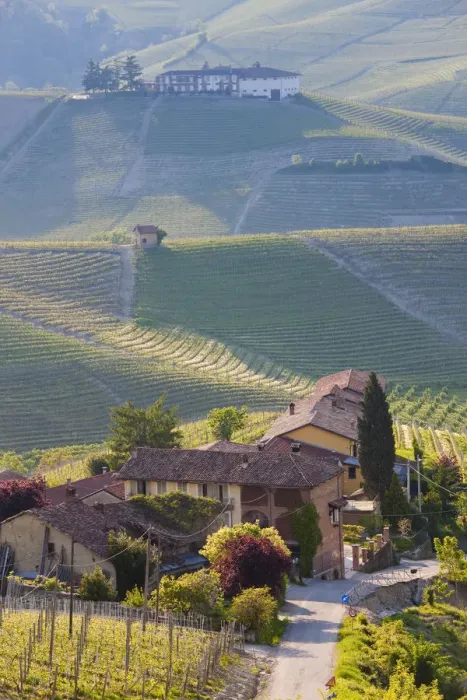 Framed Print : Hillsides covered with vineyards, nr Castiglione Falletto, Piedmont (or Piemont or Framed Print : Hillsides covered with vineyards, nr Castiglione Falletto, Piedmont (or Piemont or