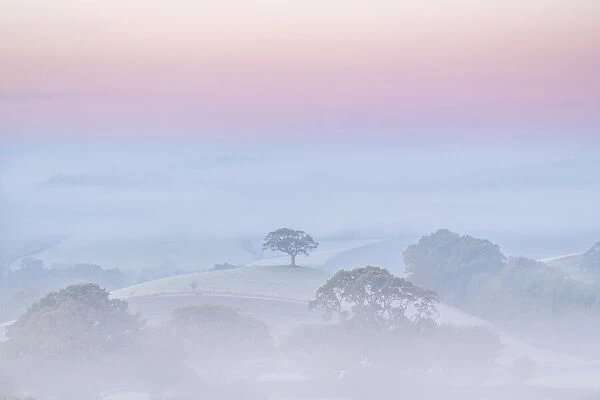 Hilltop tree at dawn on a misty morning, Devon, England. Autumn (November) 2020
