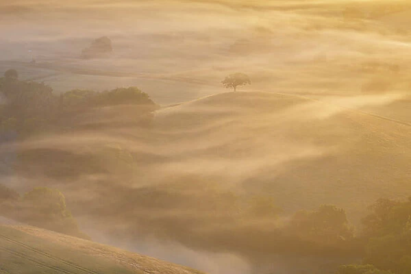 Hilltop tree surrounded by swirling mist at dawn, Devon, England. Summer (June) 2023