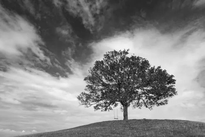 Framed Print : Hilltop tree with swing, Burrow Farm, Somerset, England. Autumn (September) 2020 Framed Print : Hilltop tree with swing, Burrow Farm, Somerset, England. Autumn (September) 2020