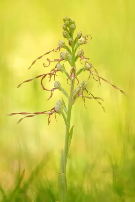 Framed Print : Himantoglossum adriaticum, Caprieto, Liguria, Italy Framed Print : Himantoglossum adriaticum, Caprieto, Liguria, Italy