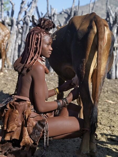 A Himba woman milks a cow in the stock enclosure close to her home
