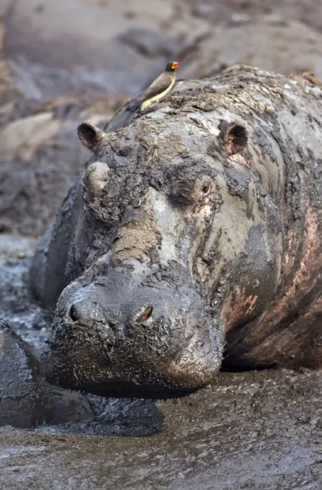 Framed Print : A hippo basks in a mud wallow Framed Print : A hippo basks in a mud wallow