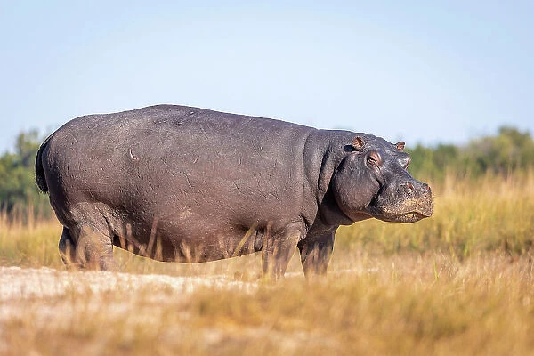 Hippo, Chobe River, Botswana