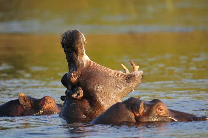 Framed Print : Hippo in Chobe River, Chobe National Park, Botswana, Africa Framed Print : Hippo in Chobe River, Chobe National Park, Botswana, Africa