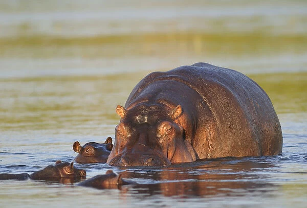 Hippo in Chobe River, Chobe National Park, Botswana, Africa