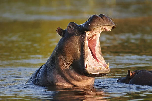 Hippo in Chobe River, Chobe National Park, Botswana, Africa