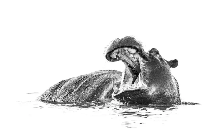 Framed Print : Hippo, Chobe River, Chobe National Park, Botswana Framed Print : Hippo, Chobe River, Chobe National Park, Botswana