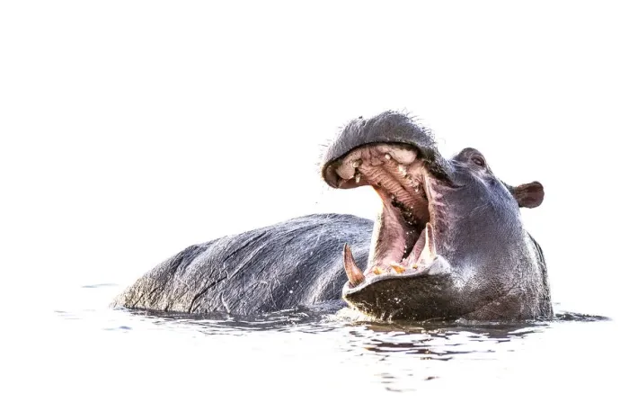 Framed Print : Hippo, Chobe River, Chobe National Park, Botswana Framed Print : Hippo, Chobe River, Chobe National Park, Botswana