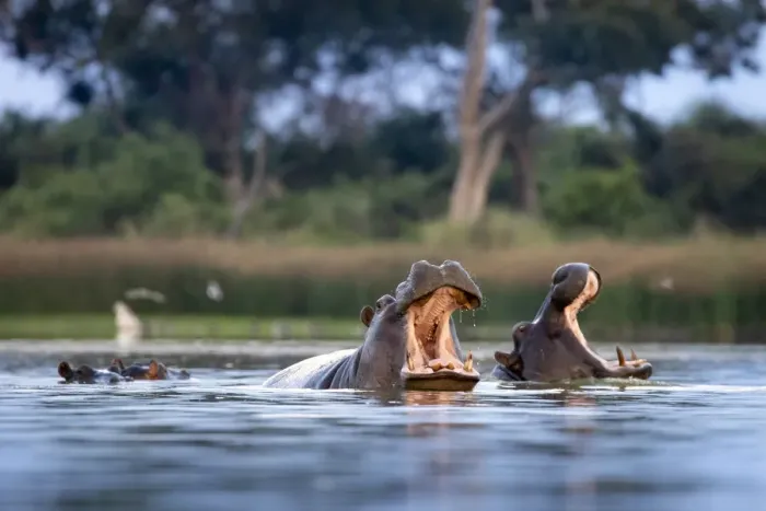 Framed Print : Hippo displays, Moremi Game Reserve, Okavango Delta, Botswana Framed Print : Hippo displays, Moremi Game Reserve, Okavango Delta, Botswana