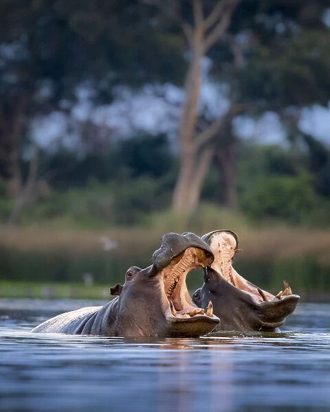 Hippo displays, Moremi Game Reserve, Okavango Delta, Botswana