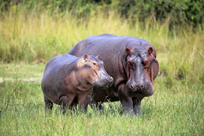 Framed Print : Hippo (Hippopotamus amphibius), Murchison Falls national park, Uganda, East Africa Framed Print : Hippo (Hippopotamus amphibius), Murchison Falls national park, Uganda, East Africa